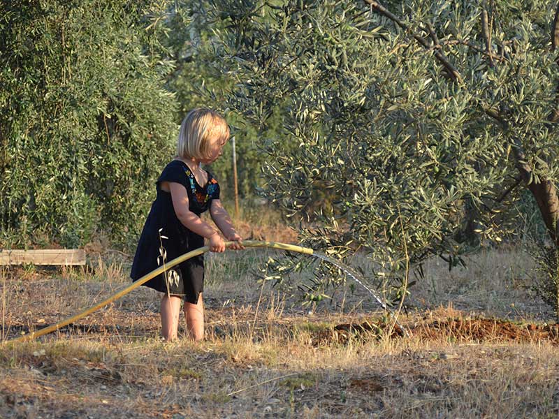 Olivenöl der ersten Güteklasse aus Griechenland