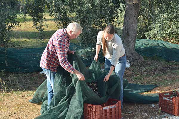 Herstellung von Olivenöl - Die Ernte