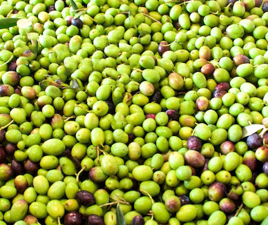 Olivenöl 2023